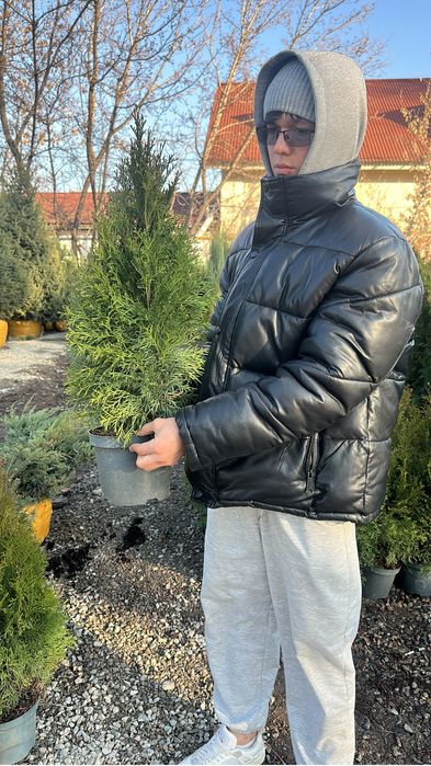 Туя Смарагда оптом и розницу