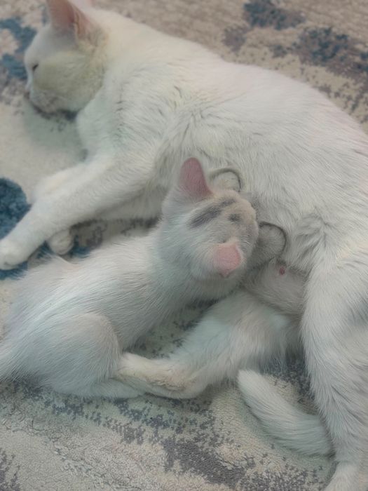 Отдам котят в добрые руки