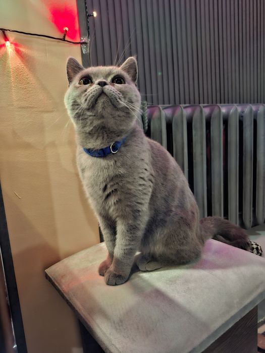 Британ кот молодой вязкага тайёр