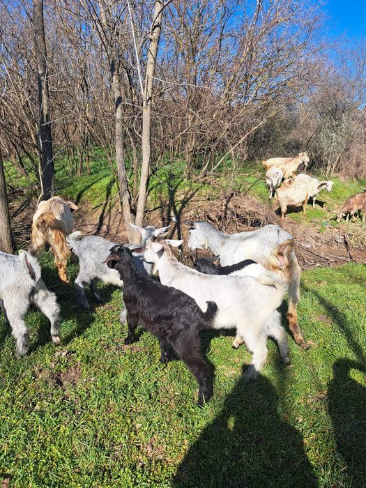 Vand iezi pentru Paști!