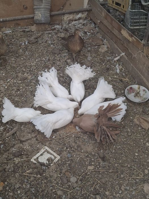 Павлин кептерлер