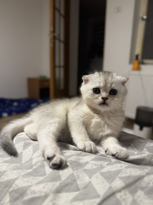 Pisica Scottish Fold
