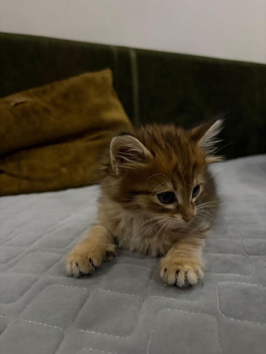 Отдам в добрые руки, маленький котенок