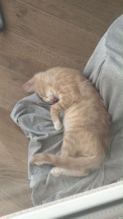 Отдам котенка в добрые руки
