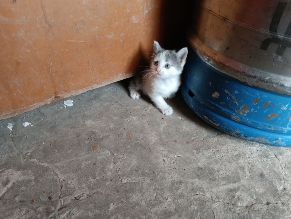 Котенок в добрые руки.
