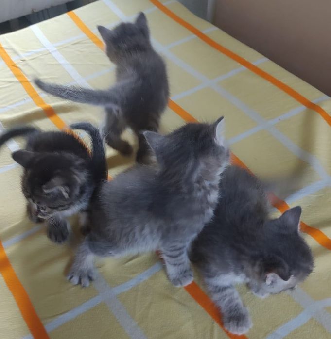 Котята из сказки