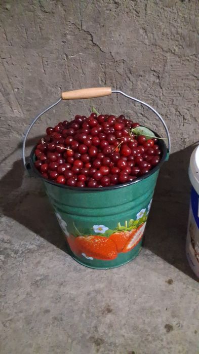 Крупная Вишня Со своего сада