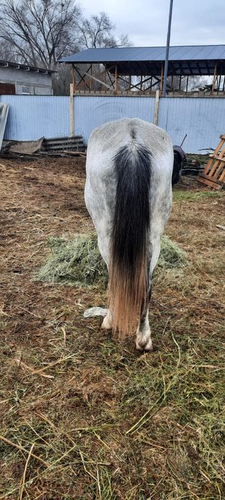 Осы жылқылар сатылады