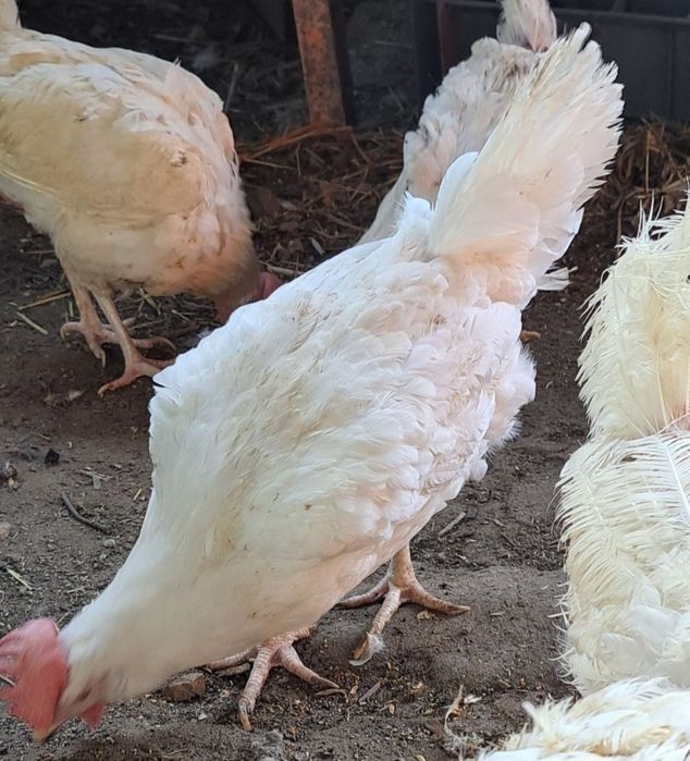 Куры несушки Кремовые