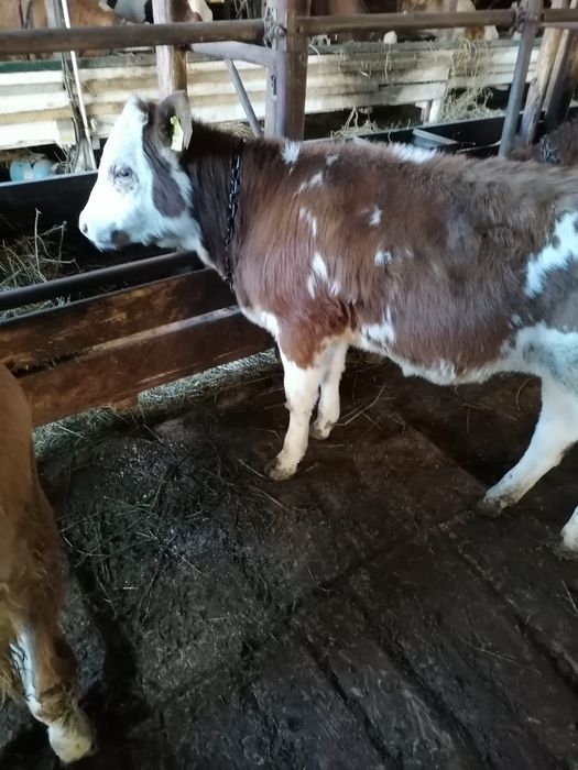 Vand vitele baltata romaneasca