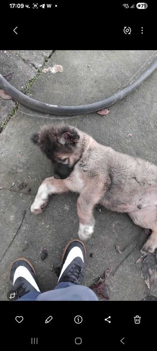 Продава се кавказка овчарка мъжко на два месеца