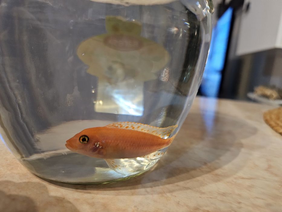 Pește Pseudotropheus zebra