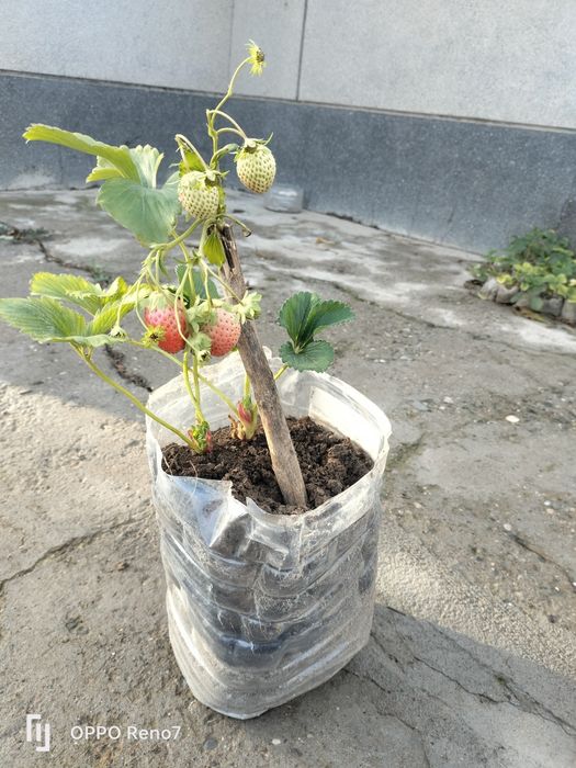 Qulupnoy kucatlari sotiladi