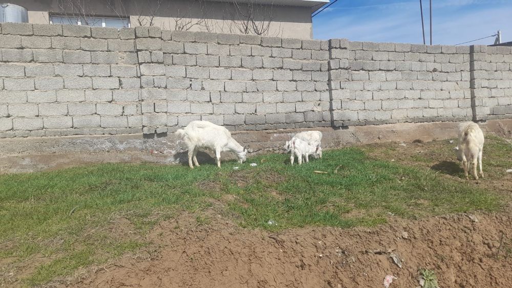 Зааненский ешкі екі лағымен