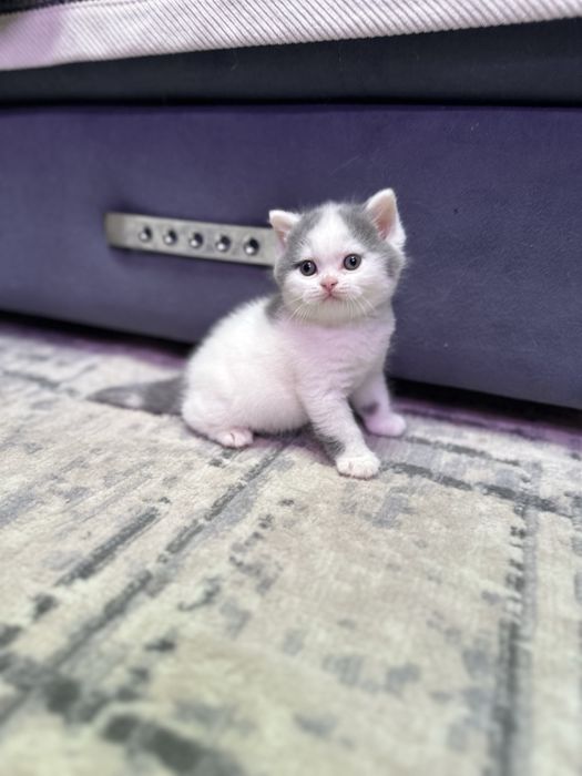 Британский мальчик