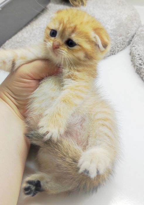 ШоТлаНдские КотЯта висЛоуХие ..