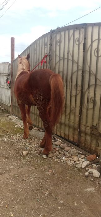 Mânz de vânzare  semigreu