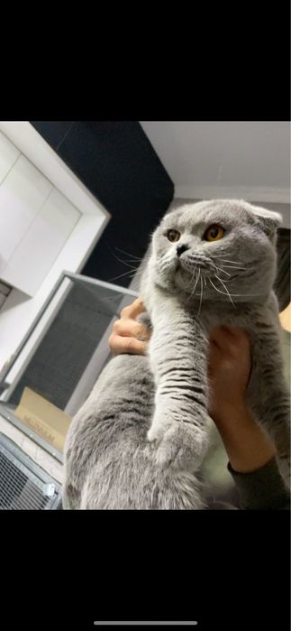 Maks Polvon Sotiladi