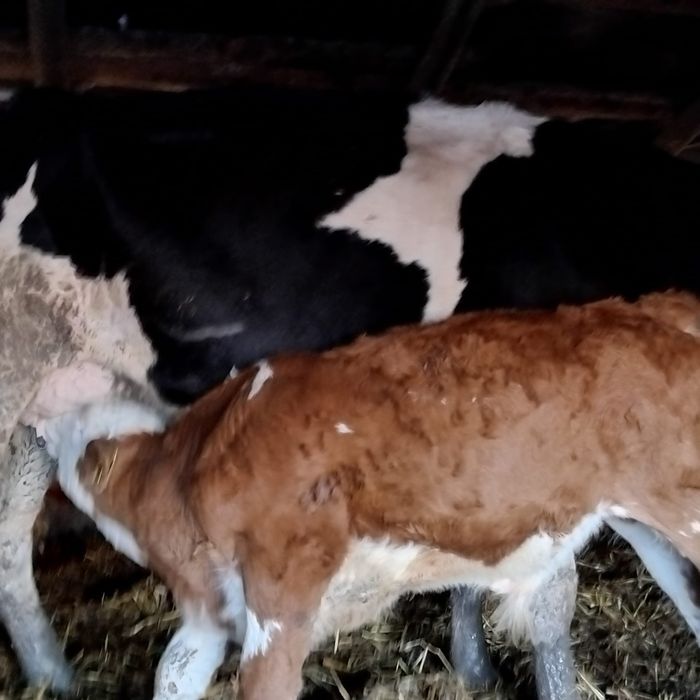 Vând o vaca de 5 ani