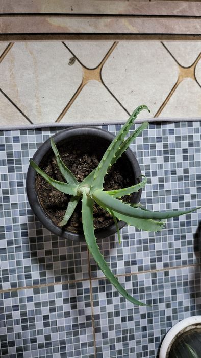 Продам комнатные цветы