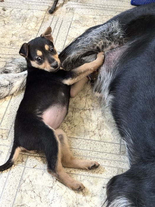 Щенок в добрые руки