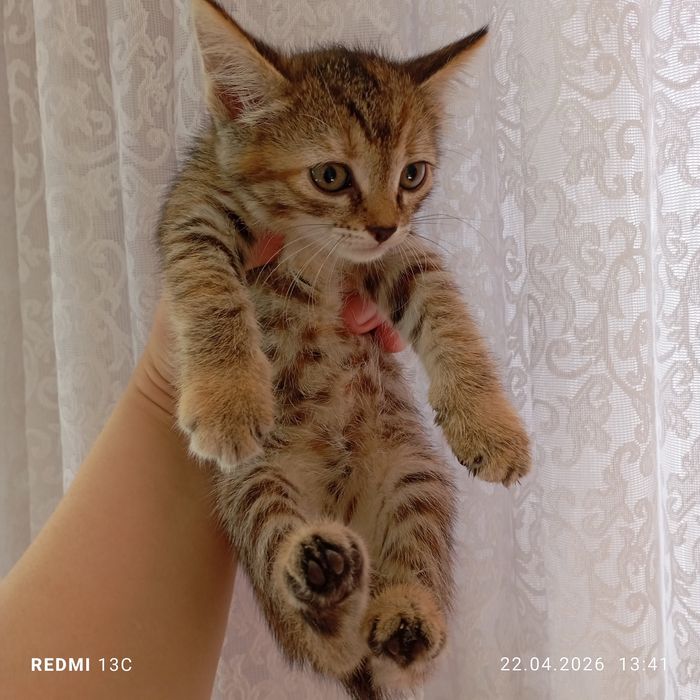 Отдам замечательных котят в любящие руки