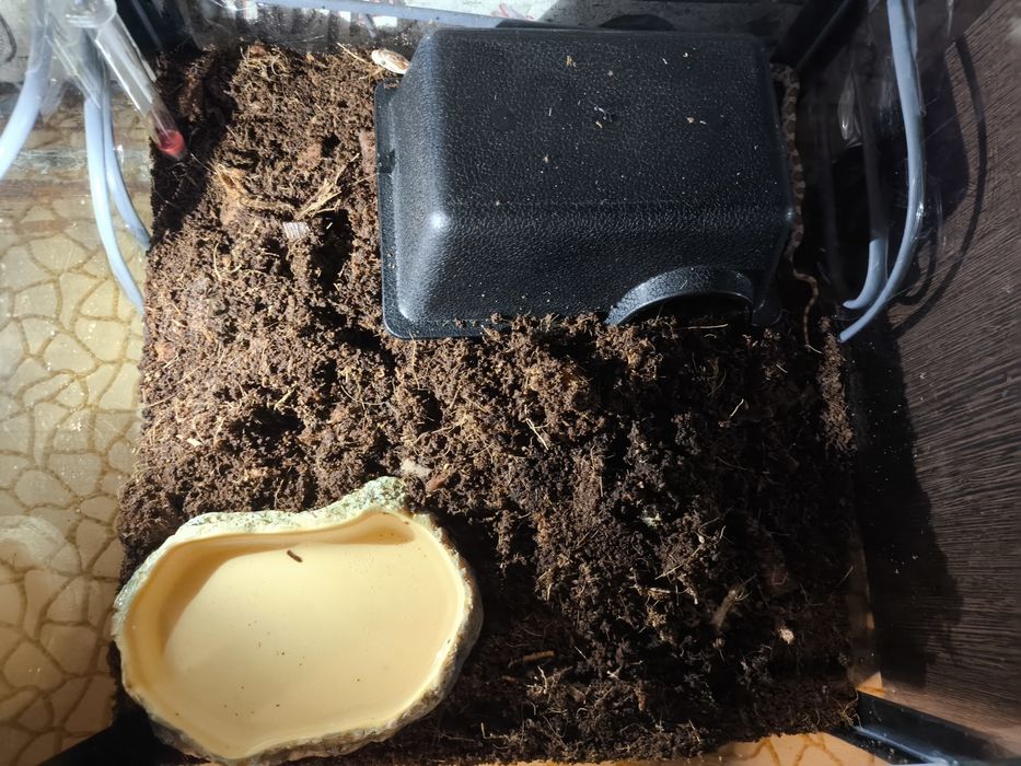 продам Маисового Полоза