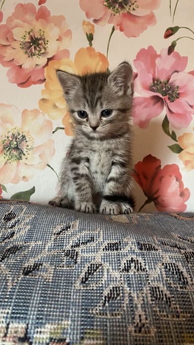 Котята в доброе руки