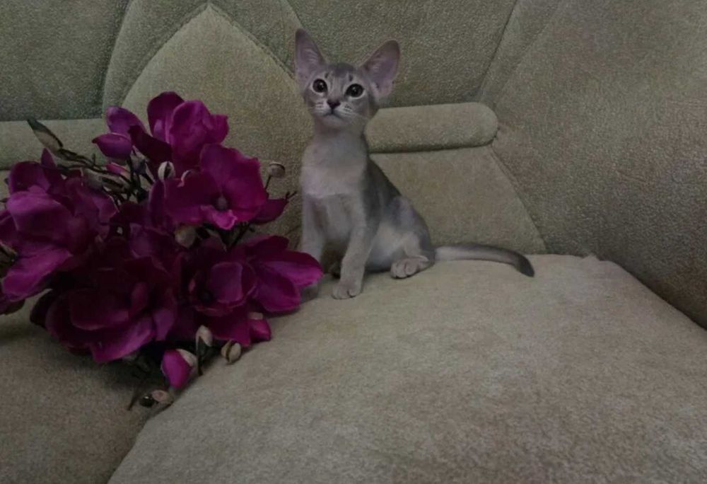 Абиссинские красавицы