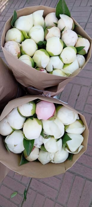 Пионы свежие ароматные