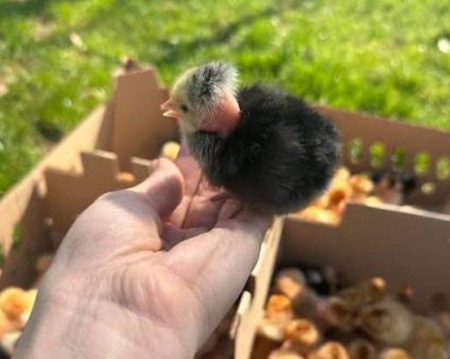 Avem Pui de o zi super preț