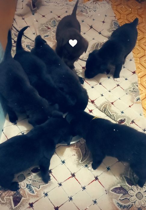 Продам щенков лабладора