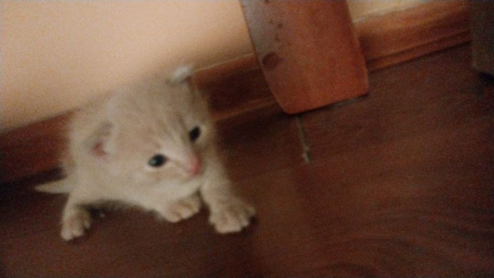 Кошечки ждут вас