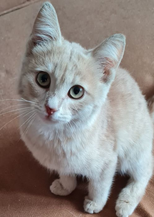 Котенок мальчик в добрые руки