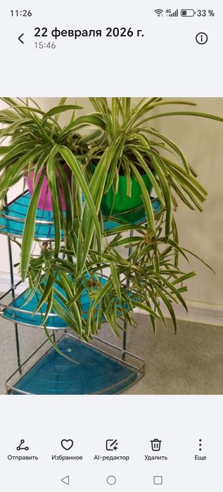 Хлорофитум цветок