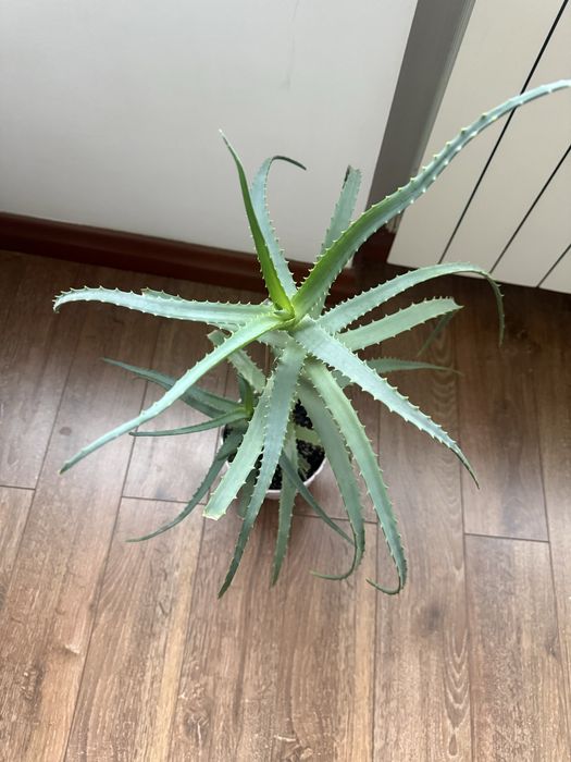 Алоэ разных видов