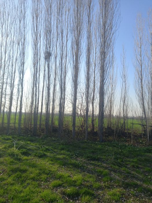 Прадаётса деревя-Тераклар сотилади