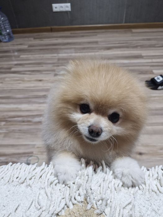 Вязка с очаровательным щенком