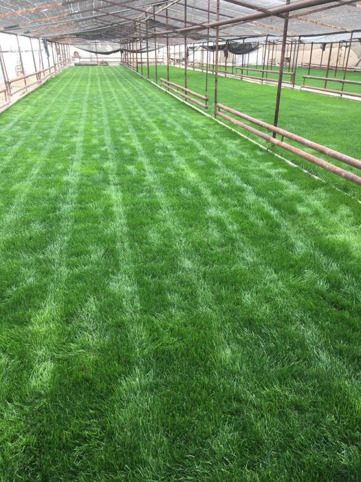 Gazon Chim Seed Газон