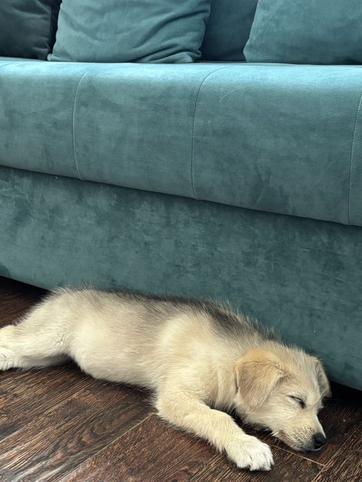 Щенок Бонни в добрые руки