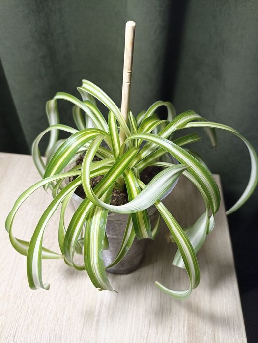 Хлорофитум хохлатый