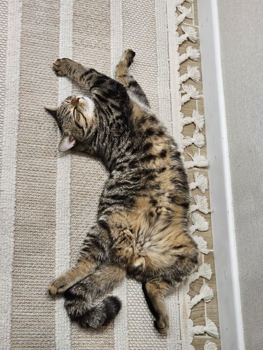 Отдам котёнка в добрые руки