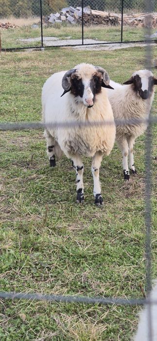 Vând berbecuț fătat din martie