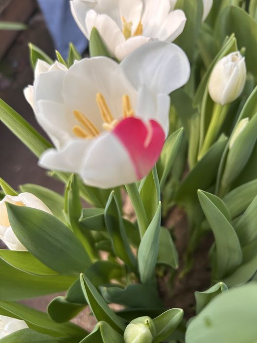 Тюльпаны оптом и в розницу