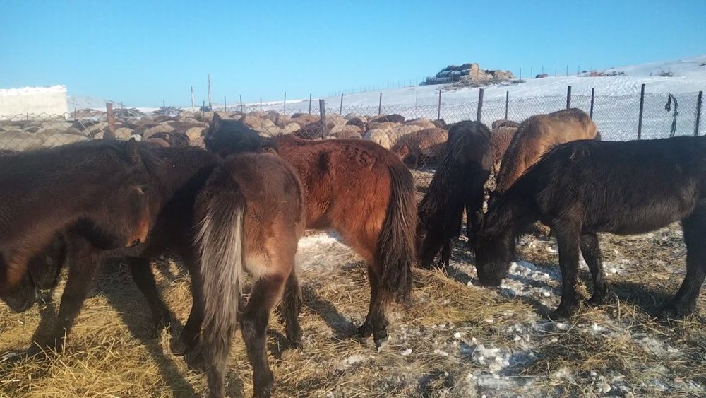 55 бас тай сатылады