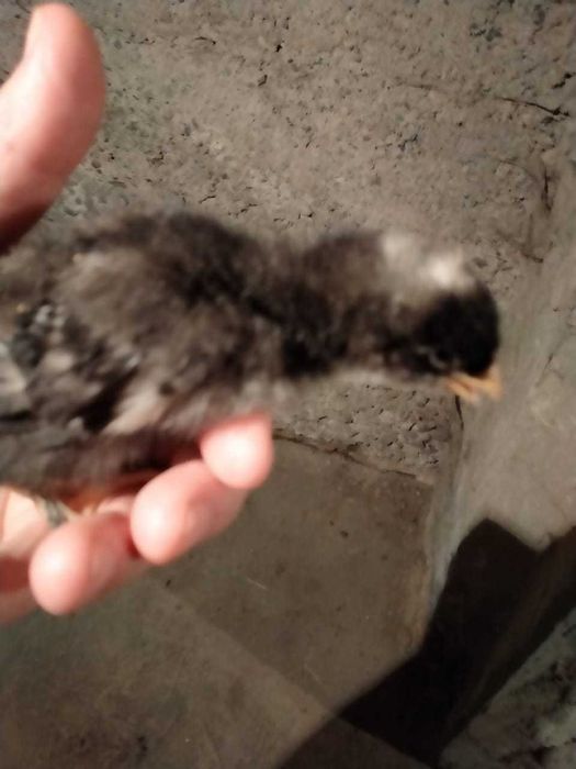 продам циплят мехеленской кукушки