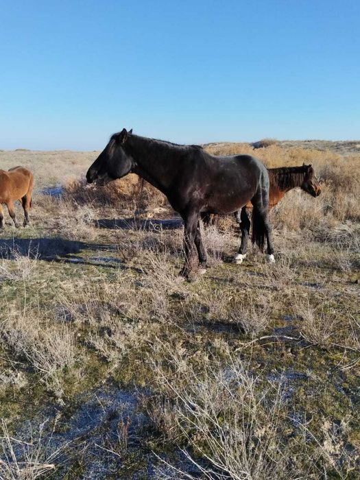 1айгыр 4бие сатылады