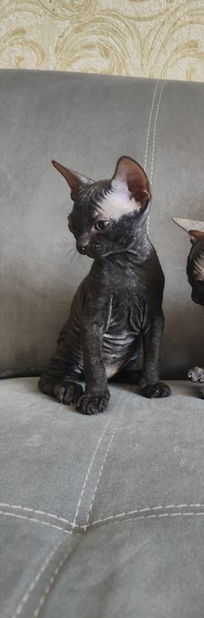 Котенок донского сфинкса