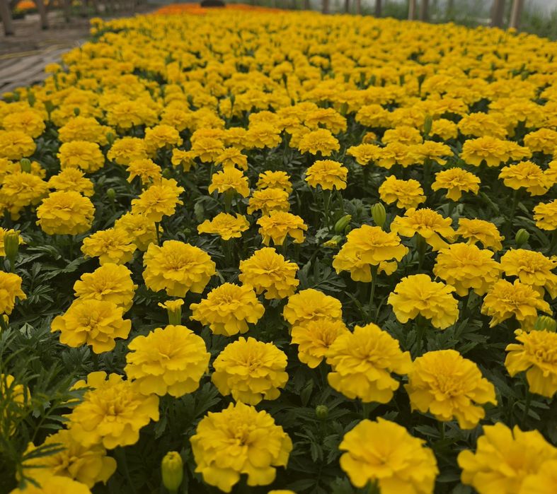 Петуния рассада цветов оптом