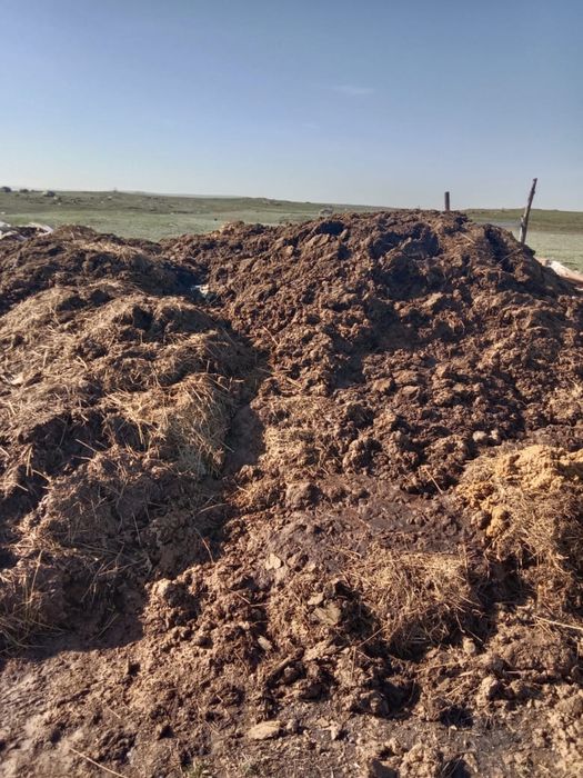 Коровий перегной, навоз, қи